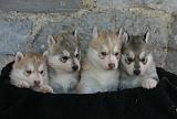 SIBERIAN HUSKY 1048
